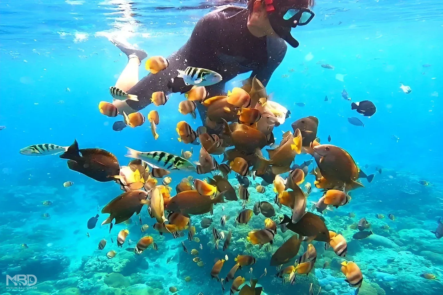 Nusa Penida Island Escape · West & East Coast Tours — 7