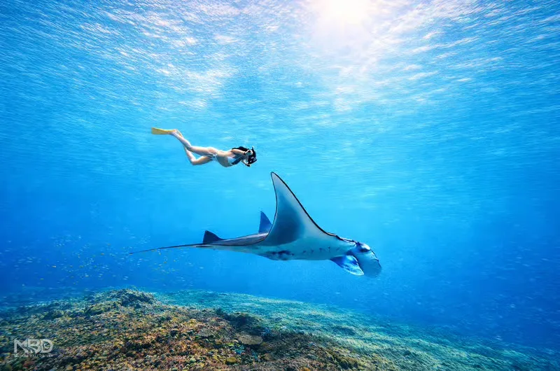Manta Point